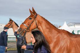 Lot  43 TCF174Tattersalls