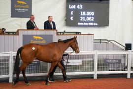 Lot  43 TCF2494Tattersalls