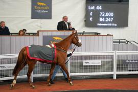 Lot  44 TCF2585Tattersalls