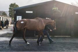 Lot  46 TCF044Tattersalls