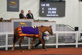 Lot  46 TCF2362Tattersalls