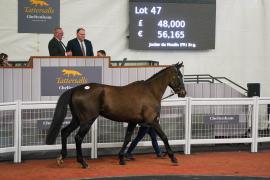 Lot  47 TCF1685Tattersalls