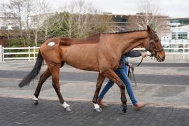 Lot  47 TCF629Tattersalls