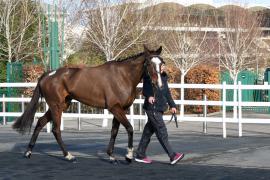 Lot  50 TCF1023Tattersalls