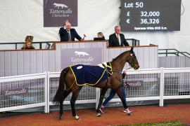 Lot  50 TCF3311Tattersalls