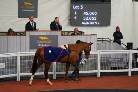 Lot  5 TCF4911Tattersalls