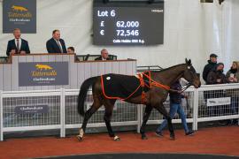 Lot  6 TCF3490Tattersalls