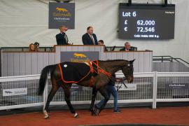 Lot  6 TCF3858Tattersalls