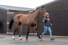 Lot  6 TCF840Tattersalls