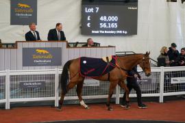 Lot  7 TCF5594Tattersalls