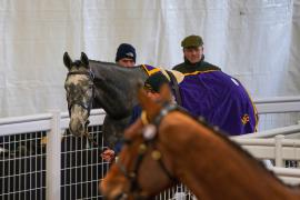 Lot  8 TCF3390Tattersalls