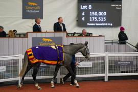 Lot  8 TCF5410Tattersalls