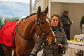 Lot  9 TCF4447Tattersalls