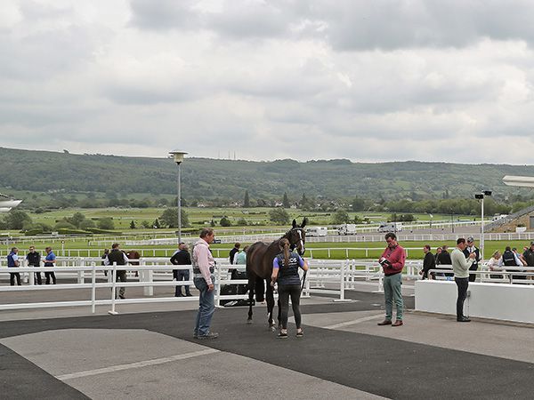 The quality Tattersalls Cheltenham May Sale catalogue features 32 lots