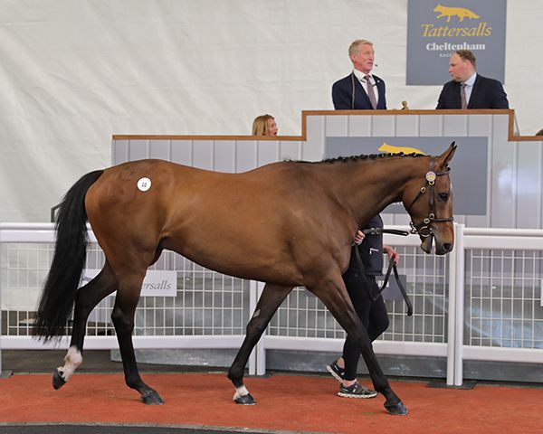 Sober Glory: the debut four-year-old winner at Bartlemy point-to-point and a son of Mount Nelson bought by Tom Malone for £110,000