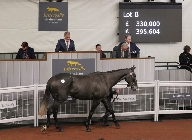 Top lot: Kovanis (Lot 8) was sold for £330,000 to Gordon Elliott by Gerald Quinn's Caherty Stables