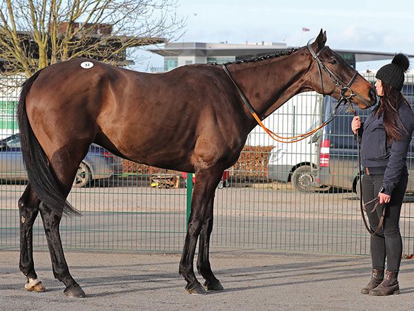 Val Dancer: the Grade 3 Welsh National winner at the Tattersalls Cheltenham January Sale in 2022 