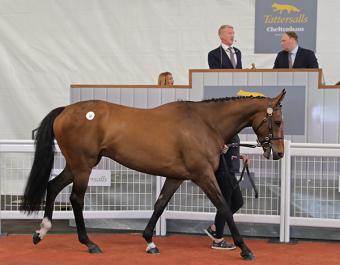 Sober Glory: the debut four-year-old winner at Bartlemy point-to-point and a son of Mount Nelson bought by Tom Malone for £110,000