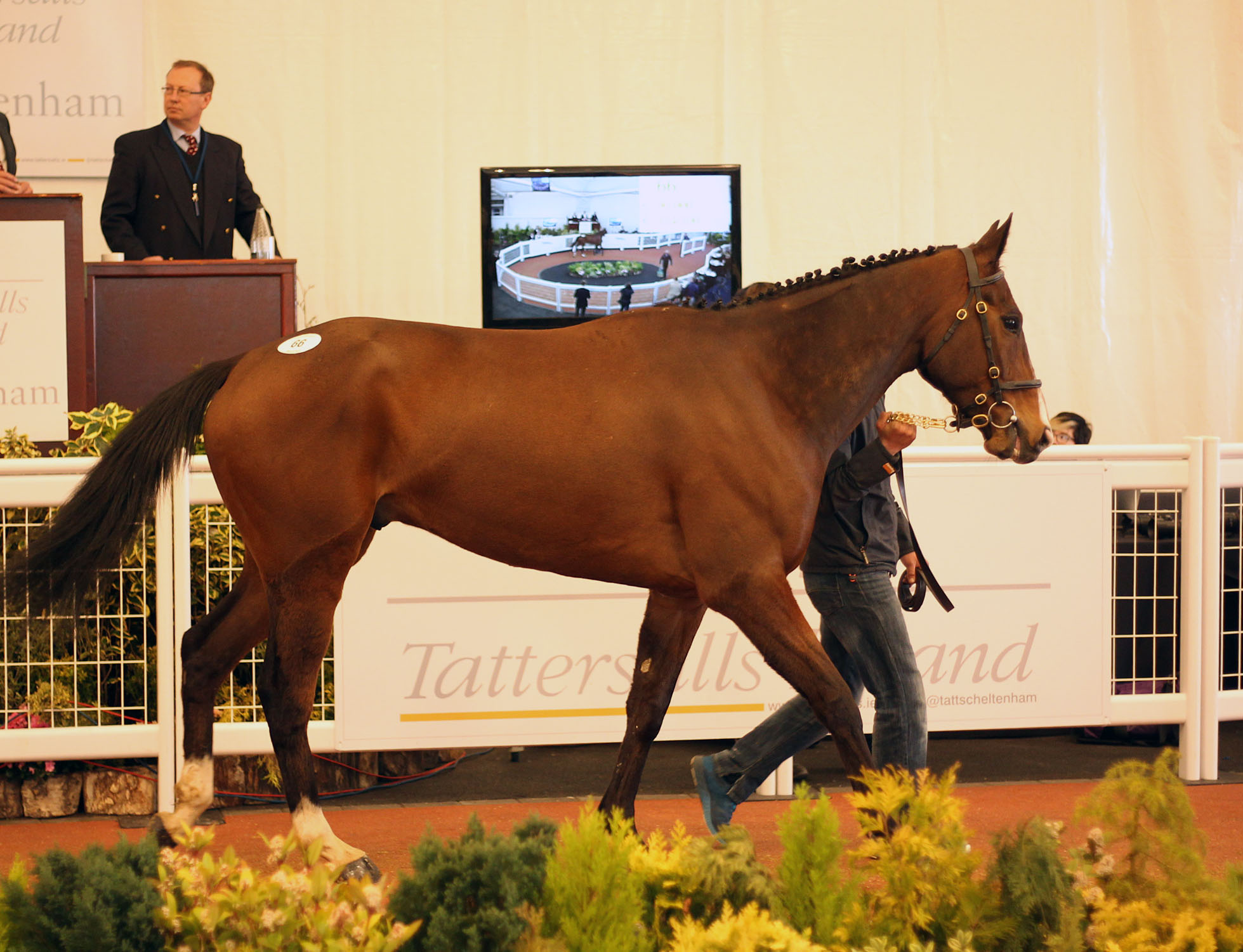 Lot 66 Tattersalls1791