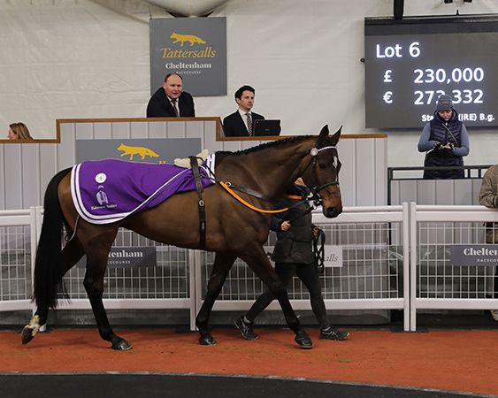 STARZAND (Lot 6): the sales-topper sold for £230,000, bought by Gwent Holdings